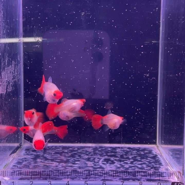 孔雀鱼红头玻璃猫8母