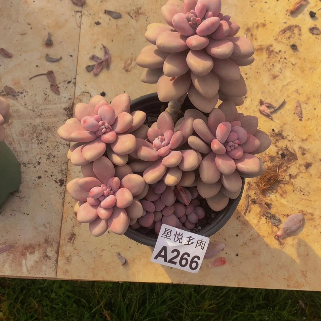 C****星悦多肉  A266