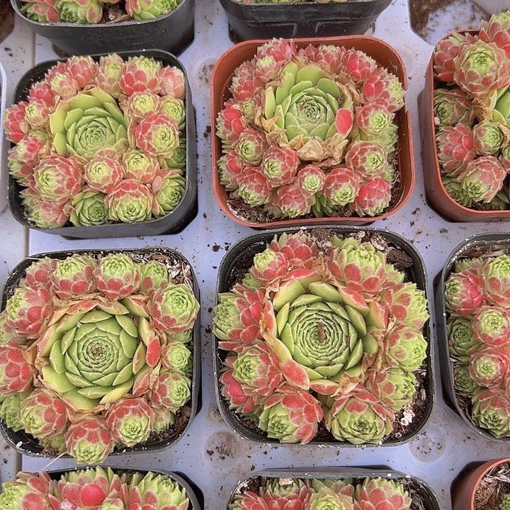 爱德华19包邮多肉植物