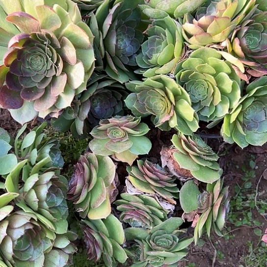 夏*?多肉植物三个万圣列