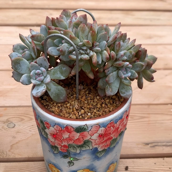 多肉植物星影16头朵朵小树