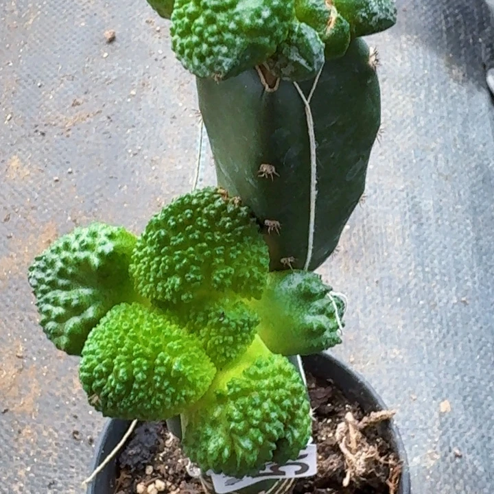 小***椒无花朵福利苗接哥斯拉596