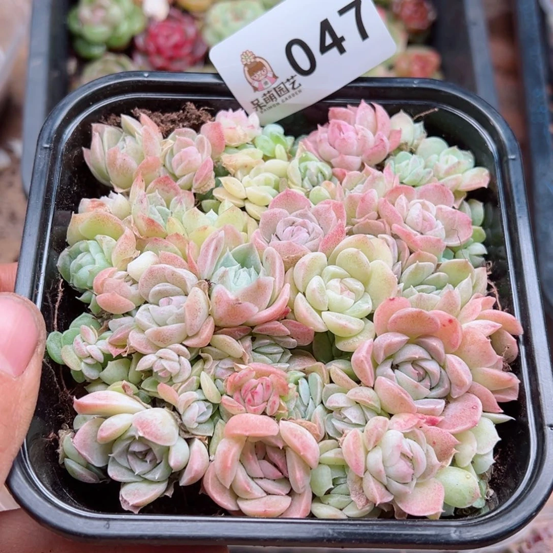 多肉植物多肉植物