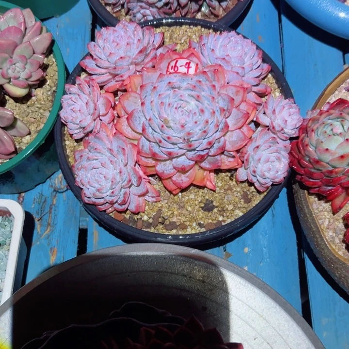 Q*精品多肉植物老桩