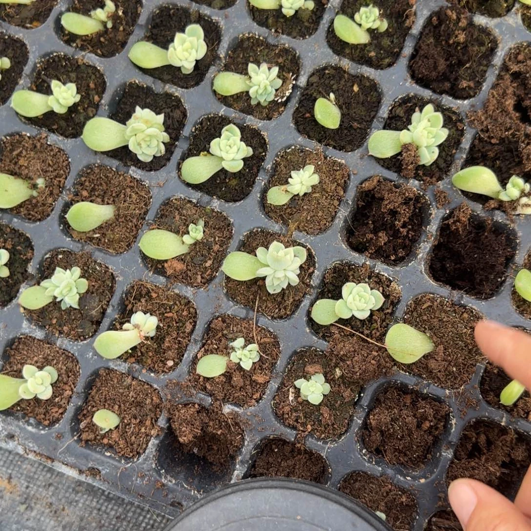 黄财富穴一个满25包邮