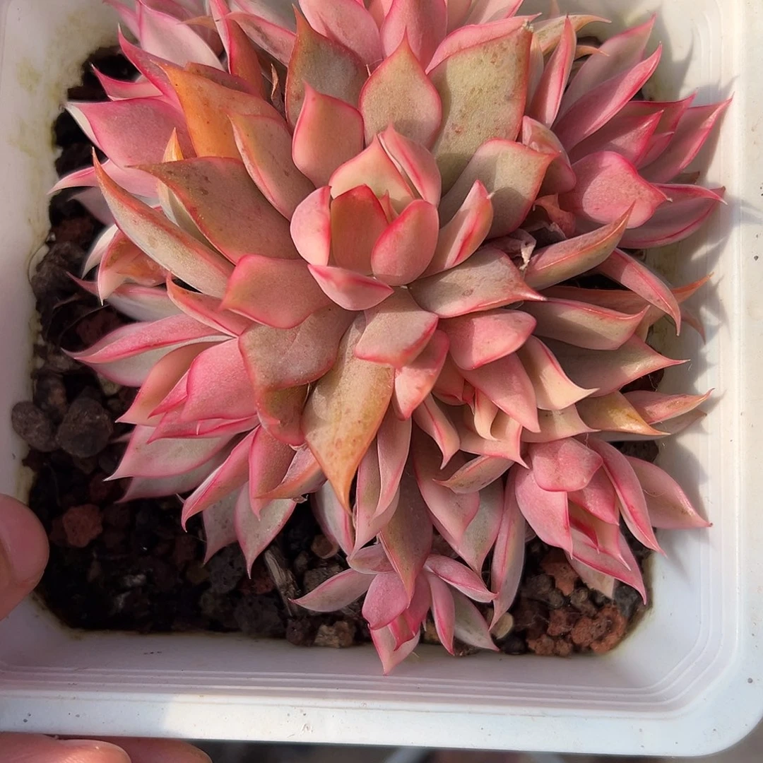 红莲群锦多肉植物