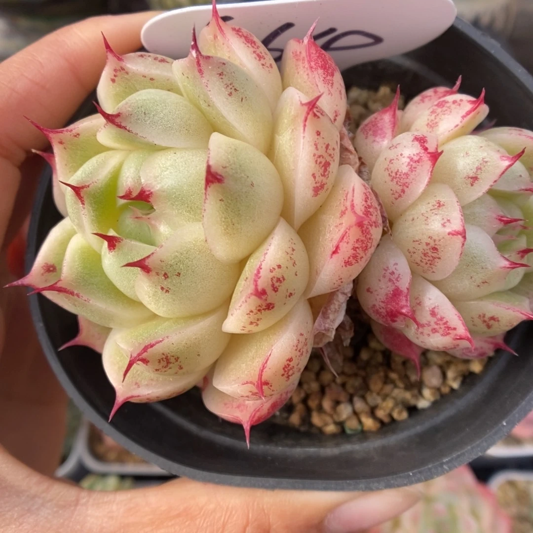 油透麦秆564号。