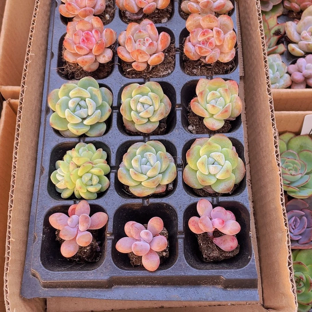 3个桃蛋+6个冰玉+6个星影橙约2-3厘米