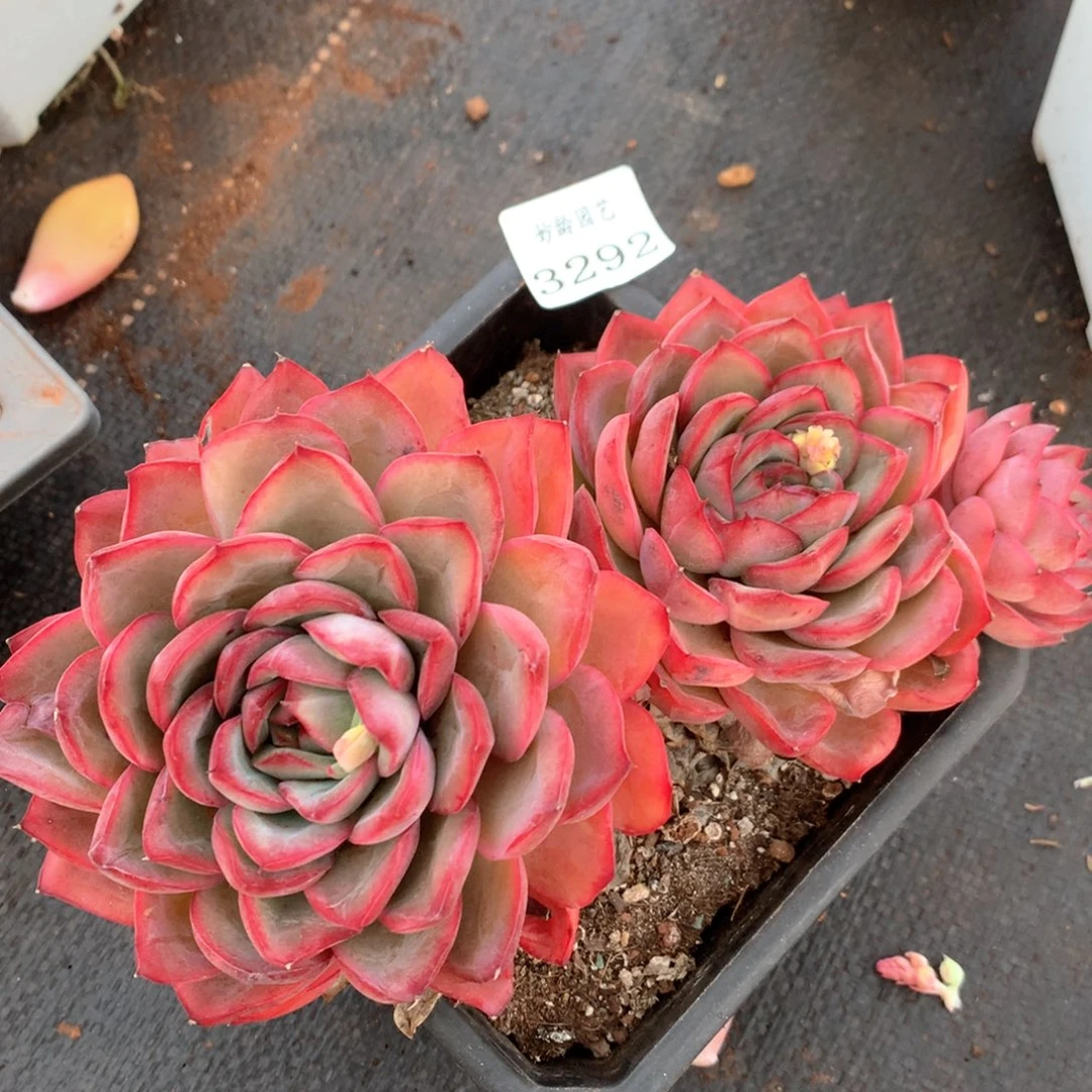 3292杂交多肉植物