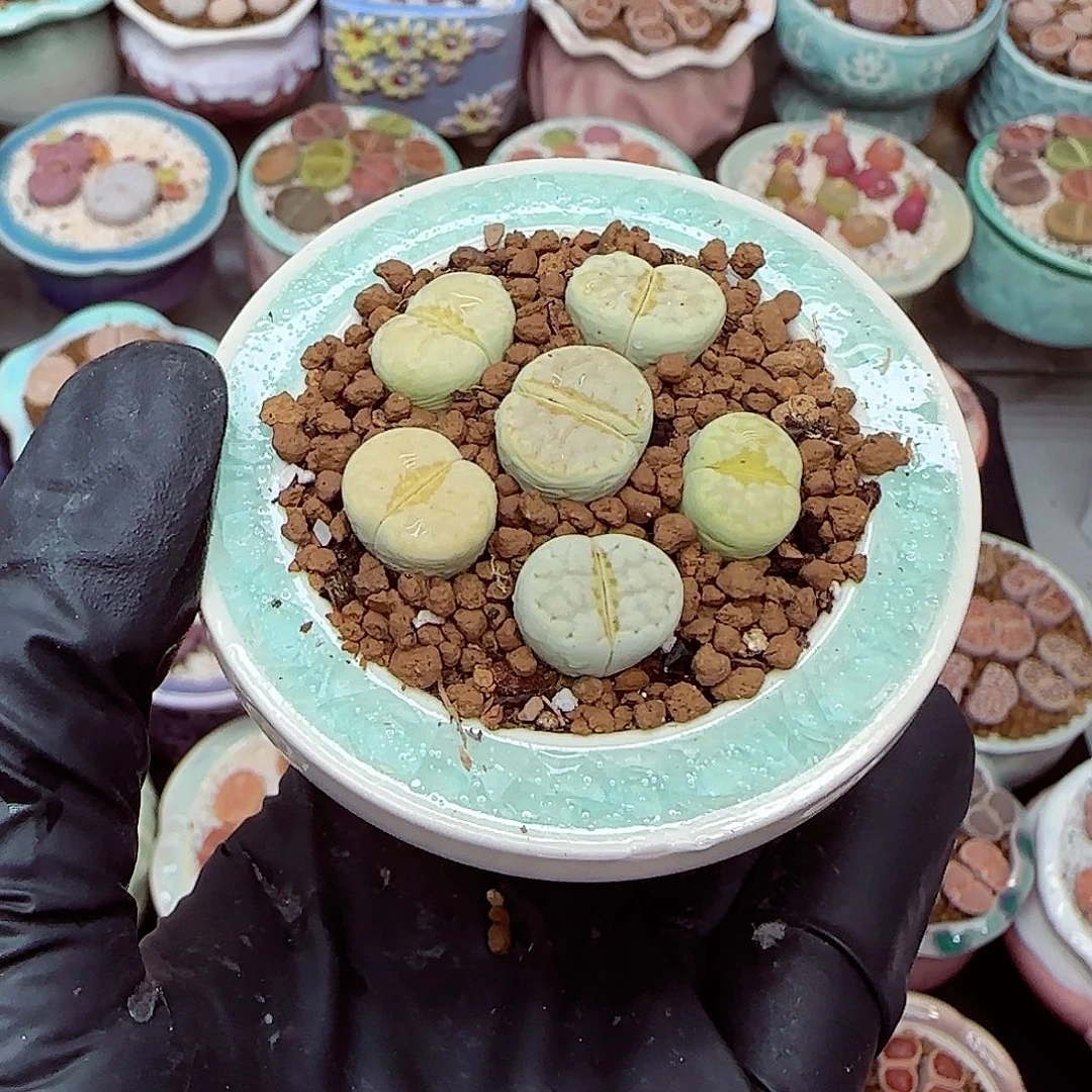 生石花满18包邮1210-59