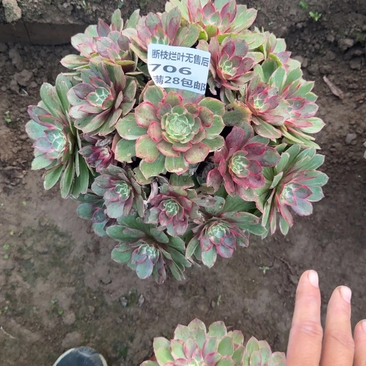 706二号棚莲花座D