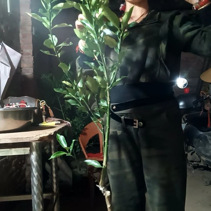 脆蜜金柑，带杯带叶发货
