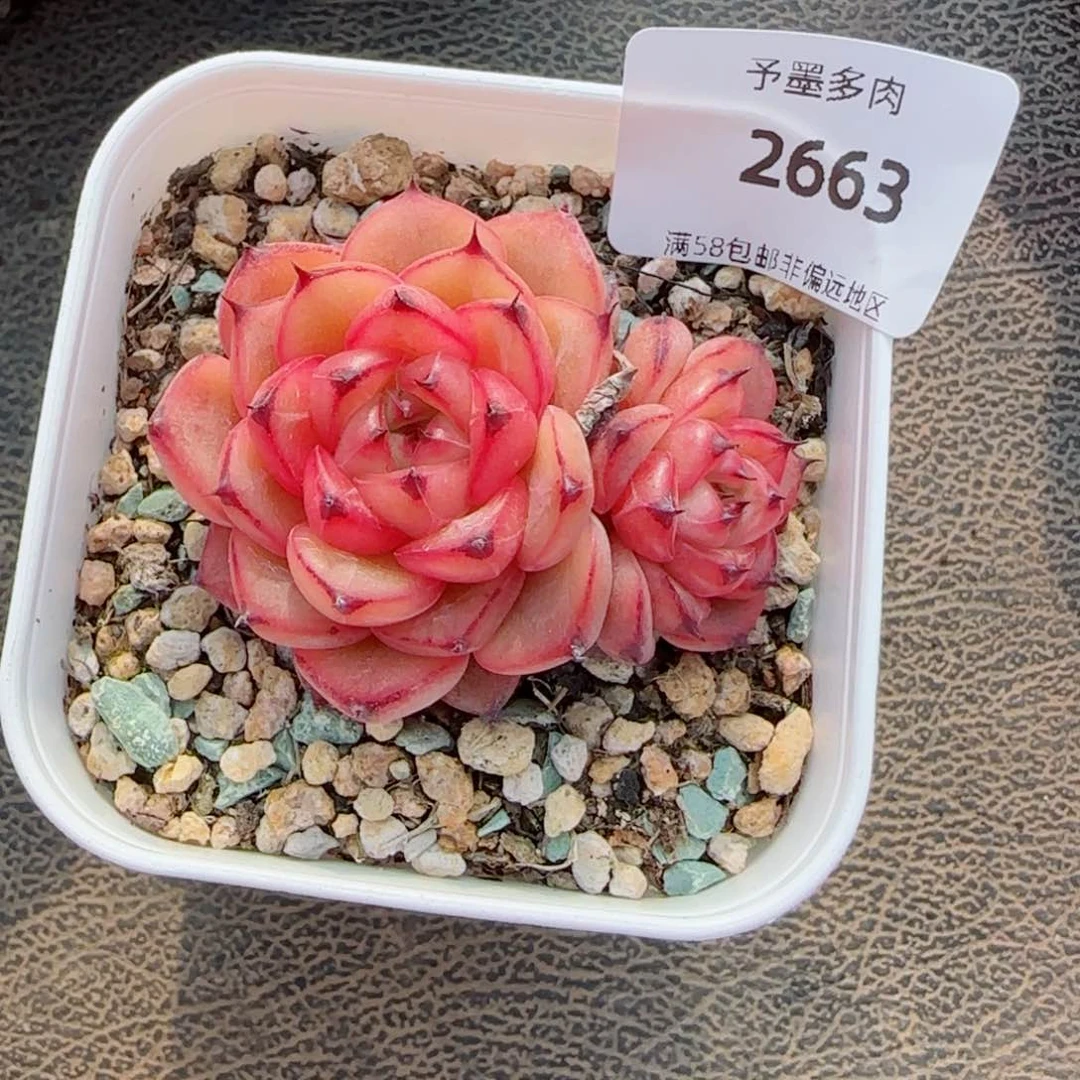 星光珍妮，2663多肉植物