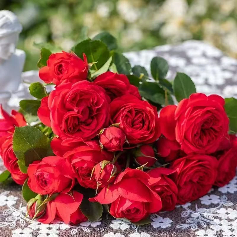 新手易养红苹果大花浓香月季花苗盆栽室内外好养四季开花基地直发
