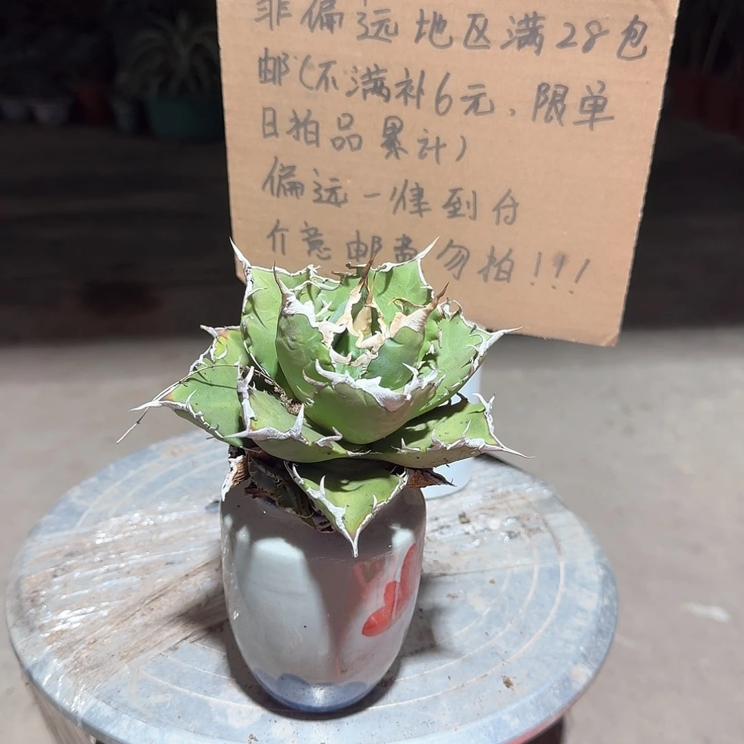 完全开放夕映仁王冠龙舌兰