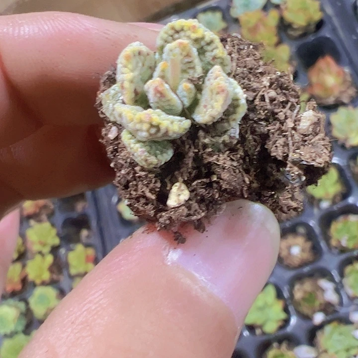 火星兔子精品多肉