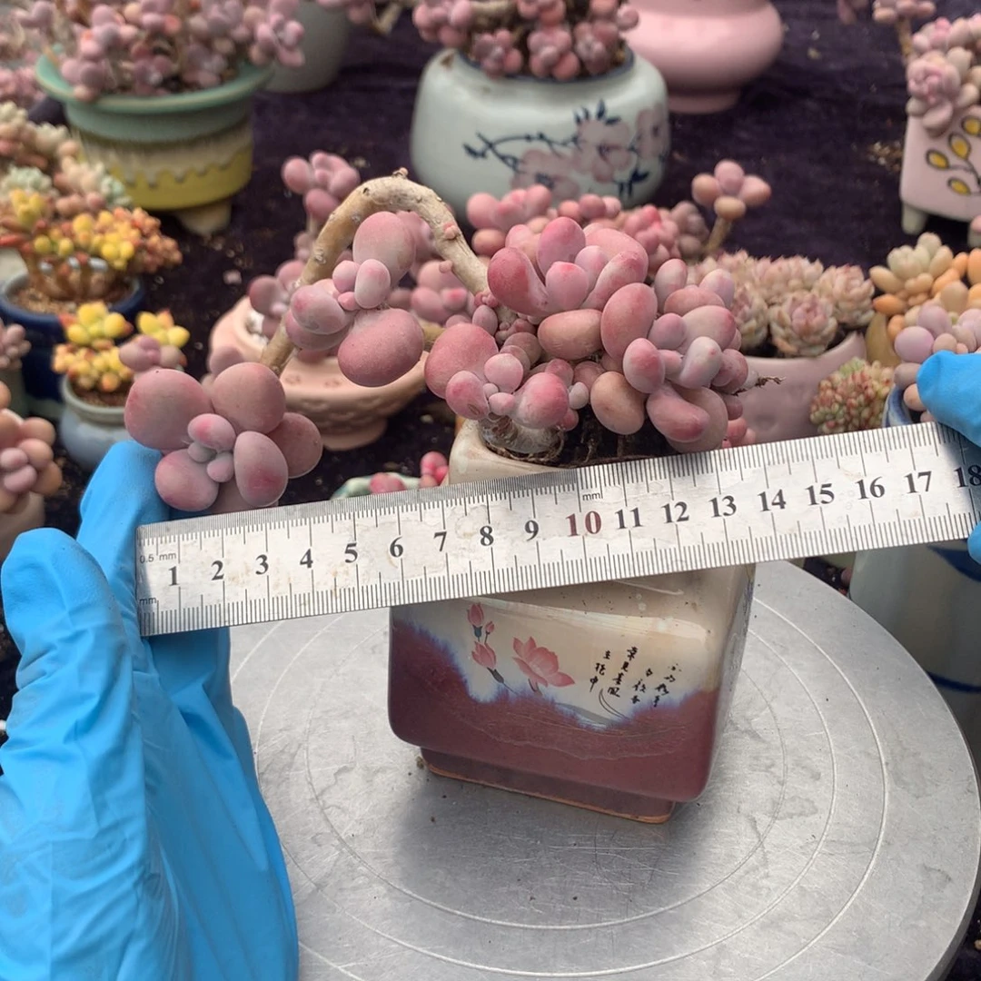 60号不带颇偏远的不包邮的