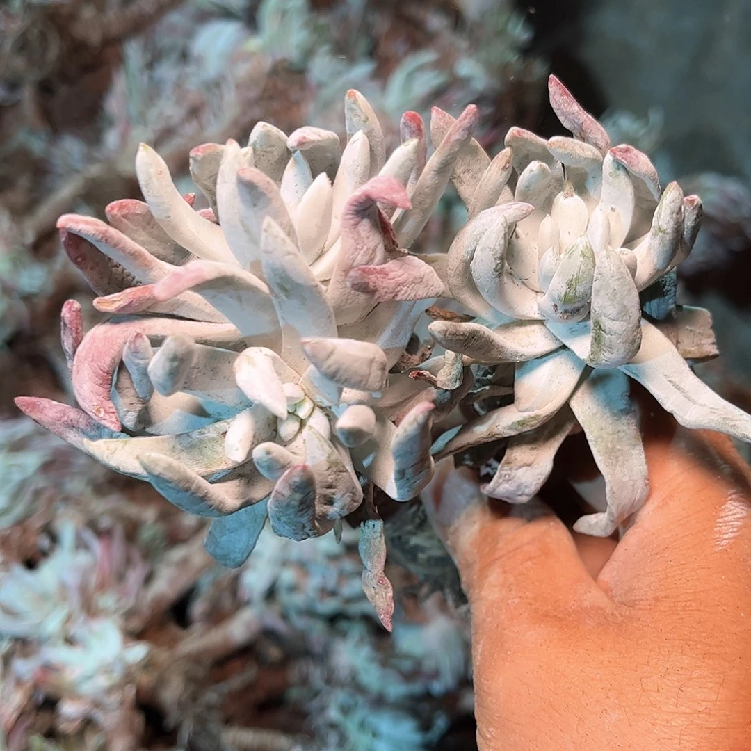 6177除霜苹果叶多肉