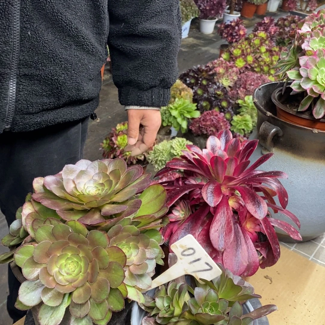 红陶017三颗一组法师