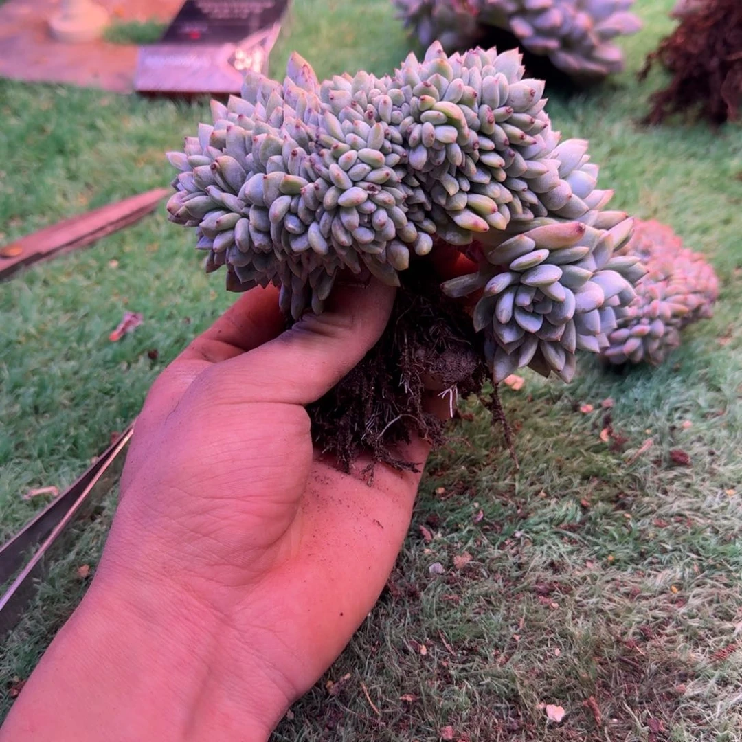 王*王星影树缀无砍多肉