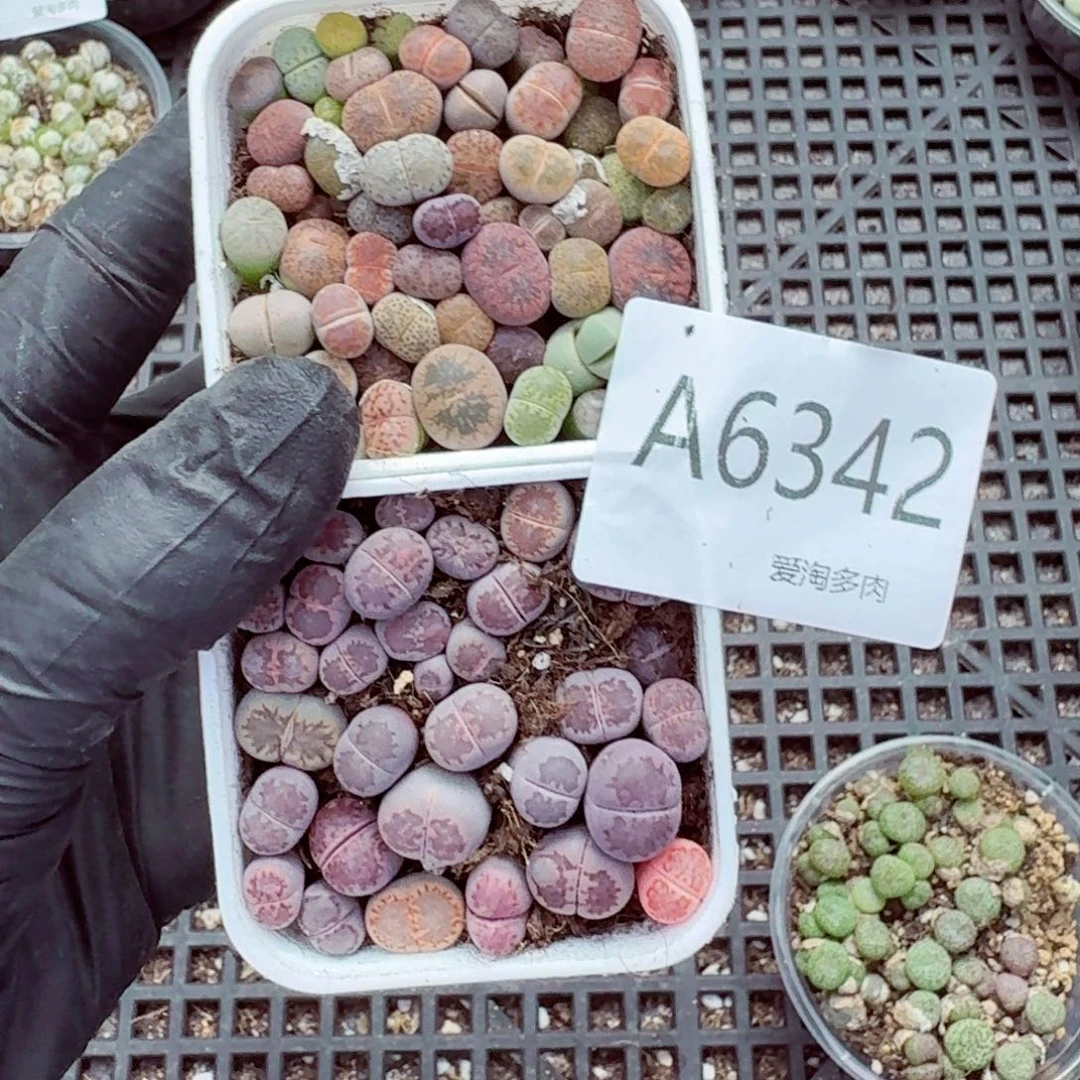 6342—生石花 生石花