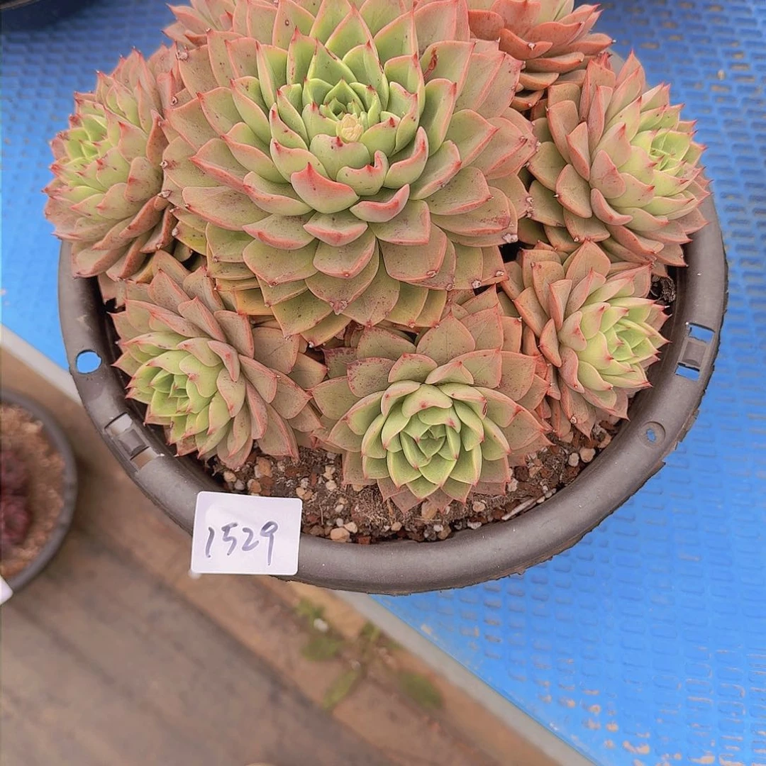 白*1529贝拉多肉植物