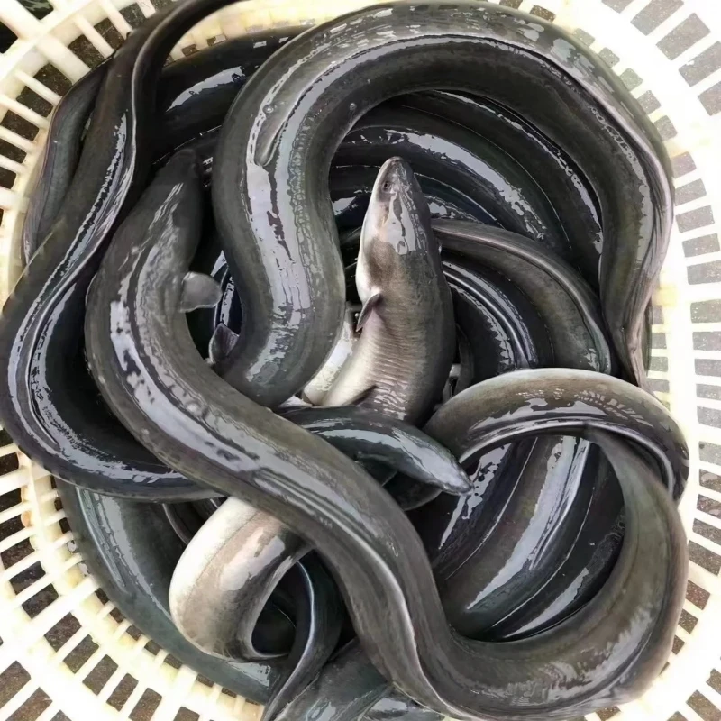 当季精选海鲜 乌耳曼鱼套餐