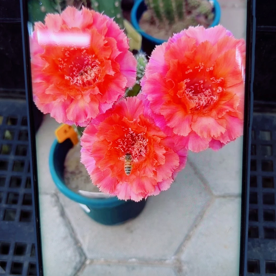 下100彩草魅羽歪无根侧芽4公分左右20包邮