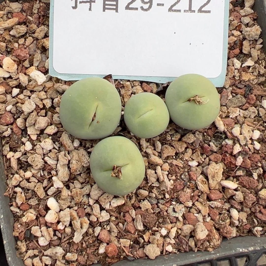 29-212肉锥多肉植物