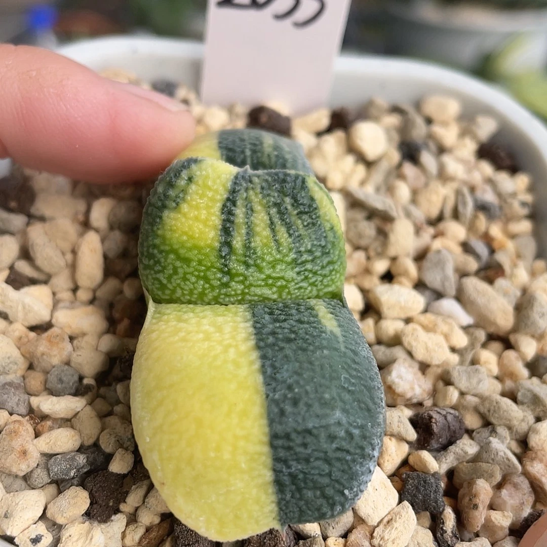2033脱土发货11111111