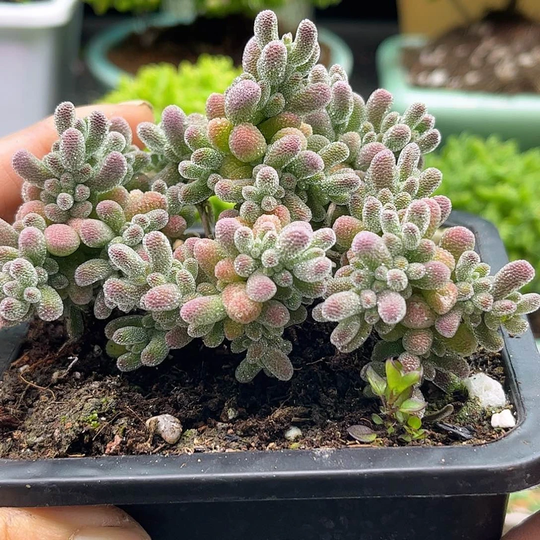 50五彩冰晶优选枝干番杏