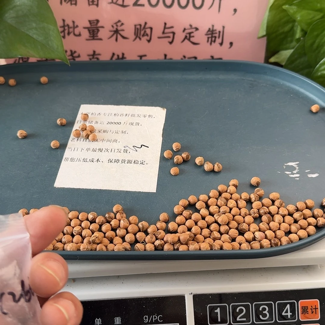 柏香籽/百香籽吊坠45克6.5+MY01