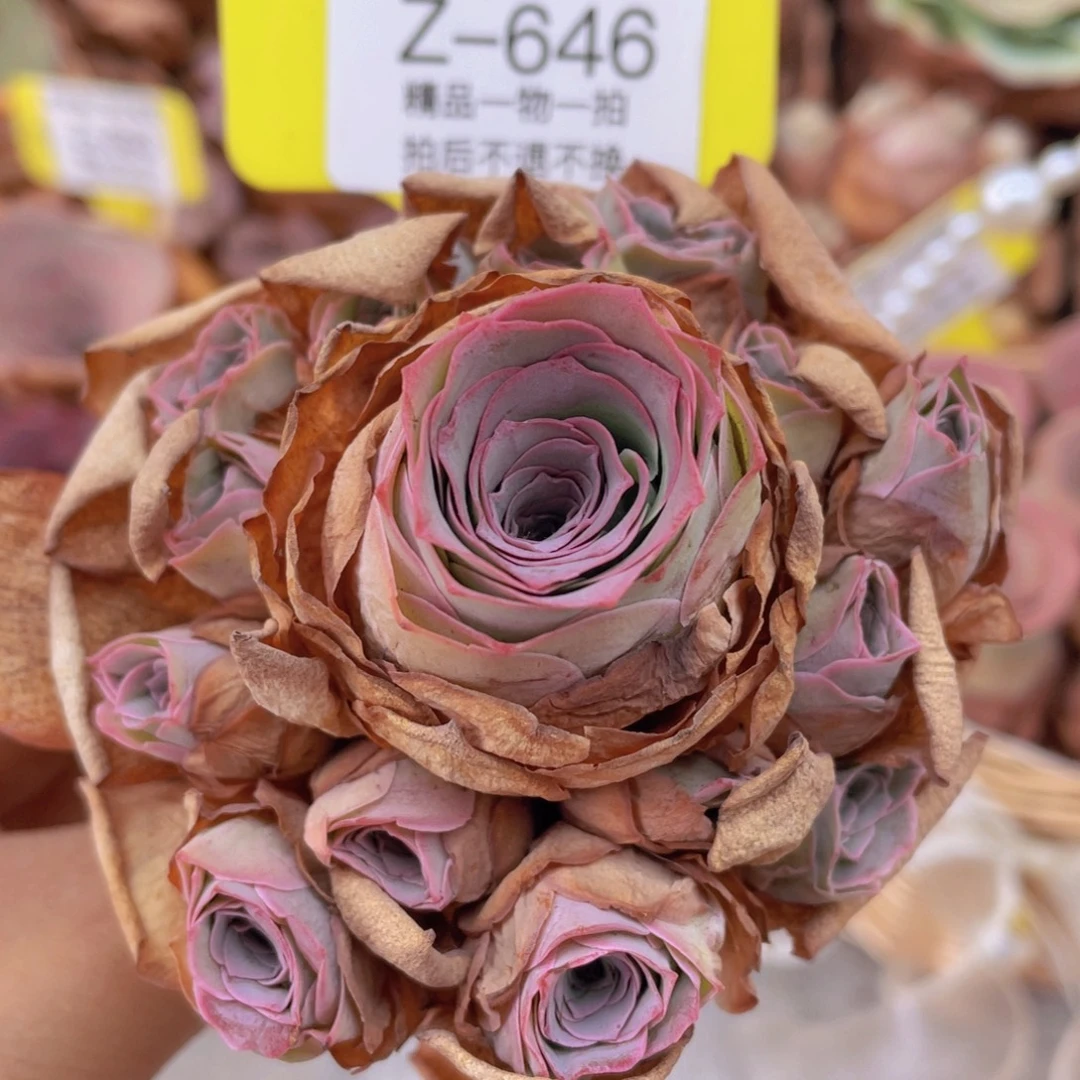 山地玫瑰Z646断枝不包损不售后