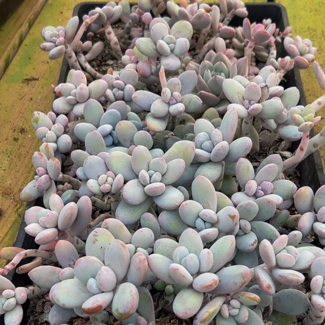 626大热天的一个小时后