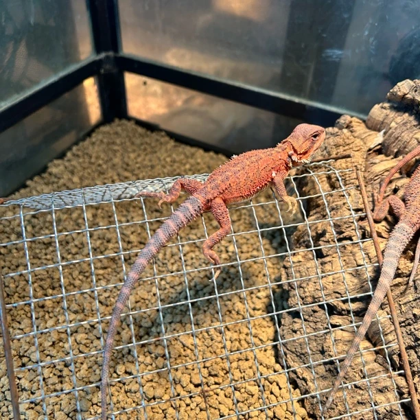 超红鬃狮蜥红系温顺