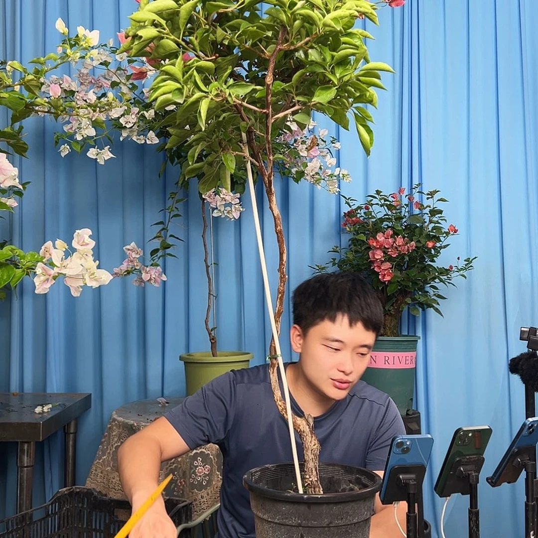 ****泪大部分开放少量花苞J88佩德罗
