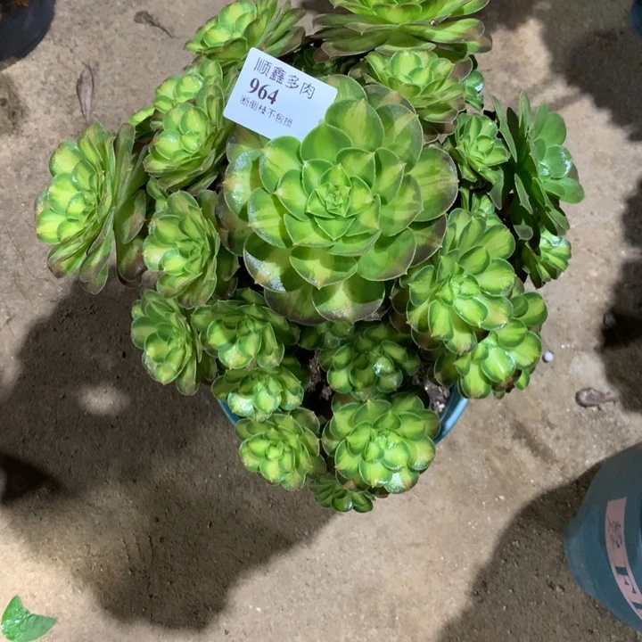 964韶华多肉植物特价