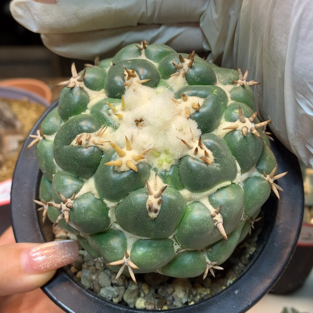 27号   自根   白刺獠牙8.8公分