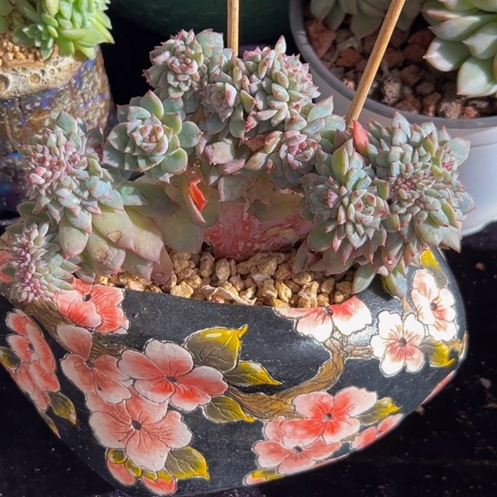 星影 星影 星影 星影