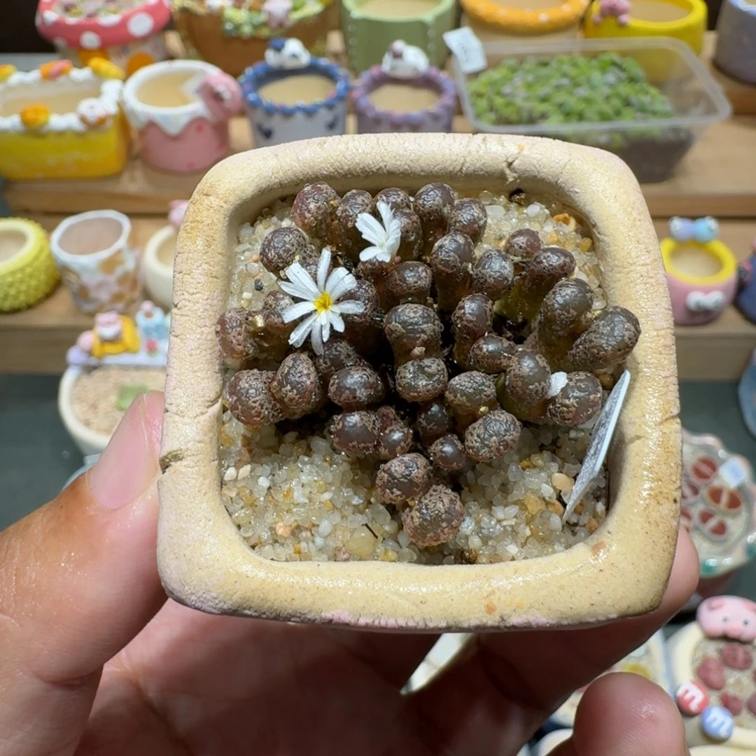 蘑菇1140勋章群多肉植物