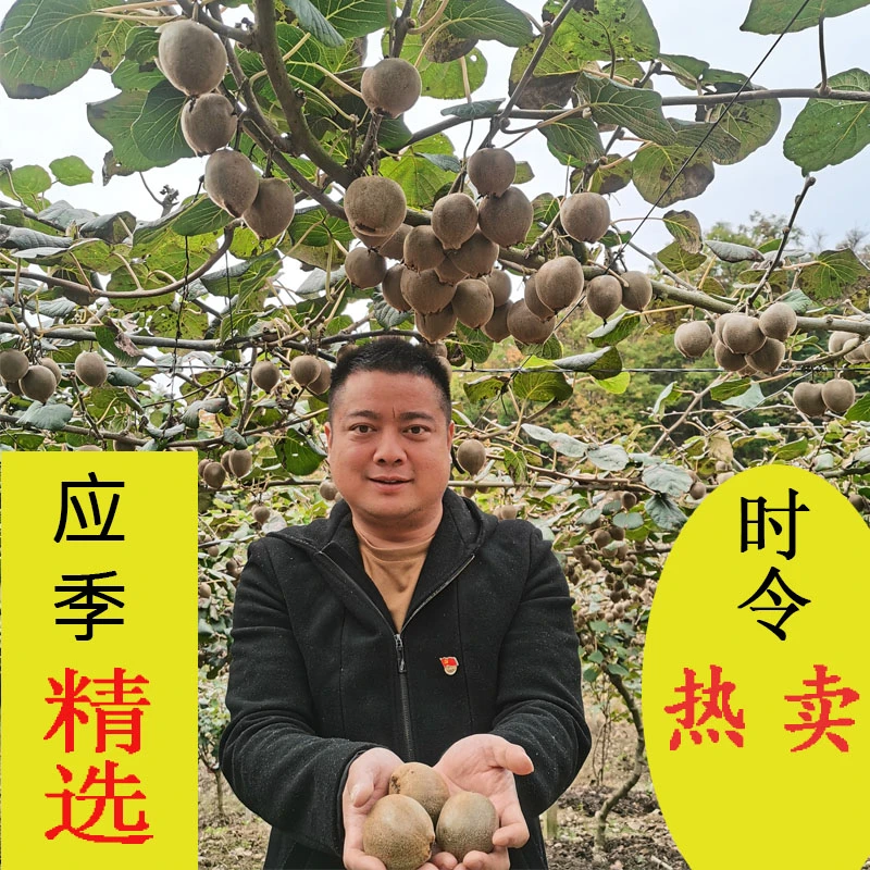 宜昌高山翠玉绿心猕猴桃新鲜水果香甜多汁口感软糯