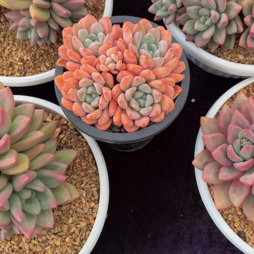 祝***好粉茉莉多肉美美哒