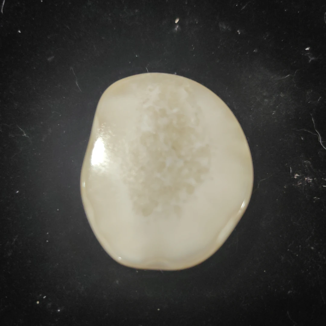 猛犸猛犸虬饼子WW214