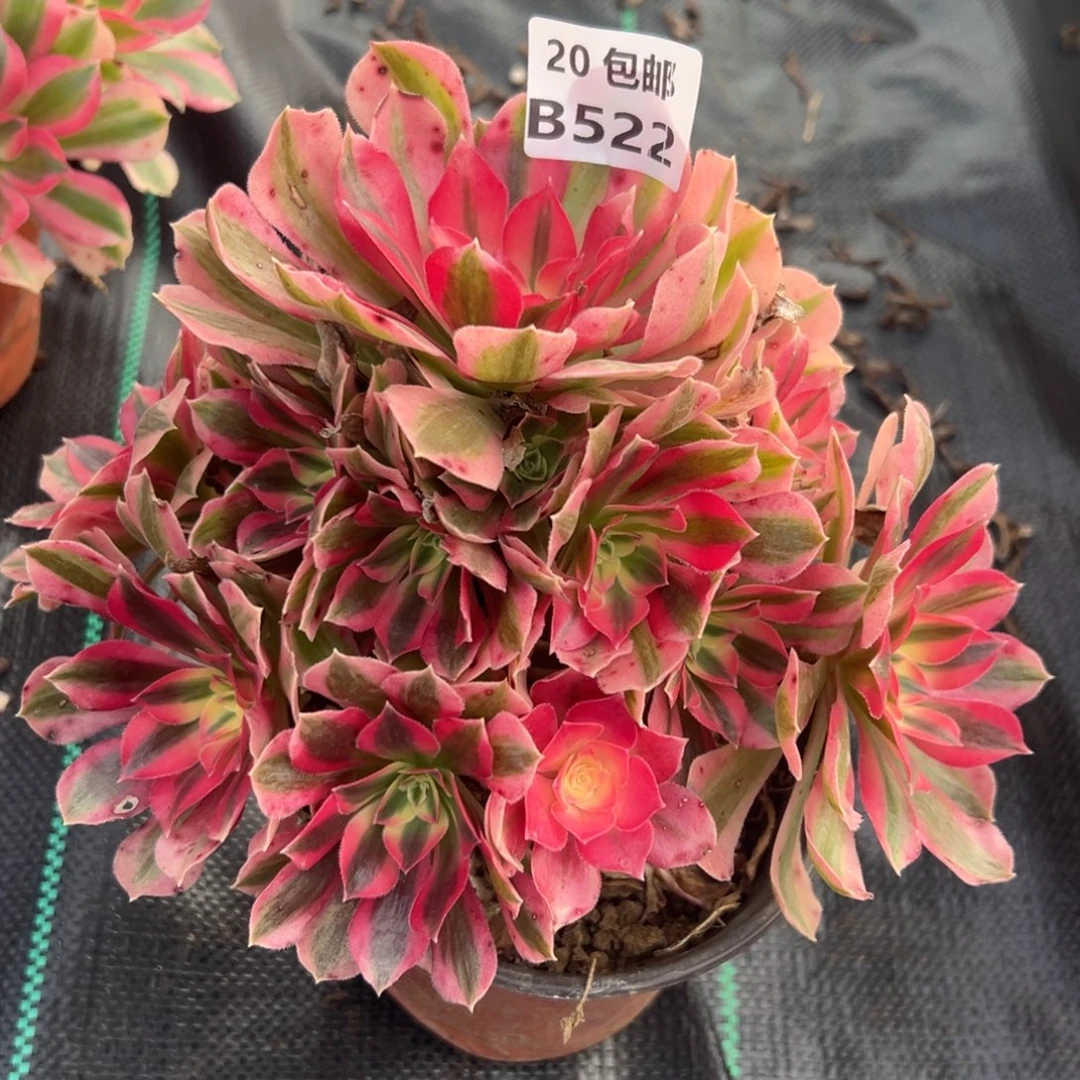 522女巫，满20包邮