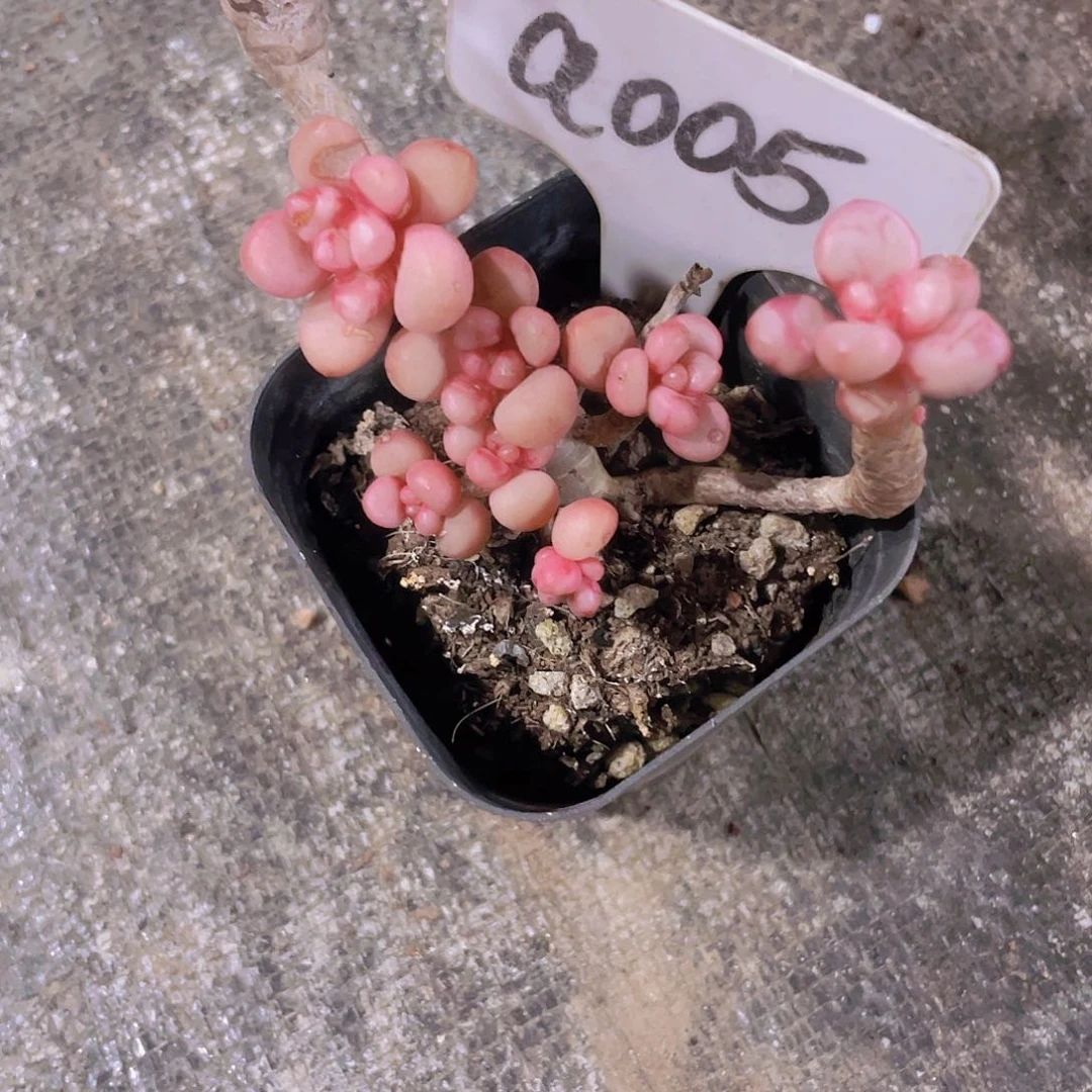 本*然先锋派a005一物一拍