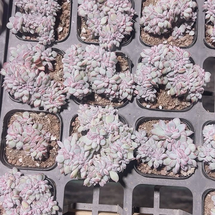 白拉糖缀化多肉植物大战