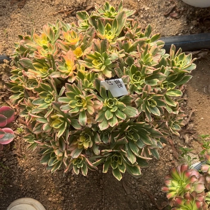 甜茶大颗多肉植物327