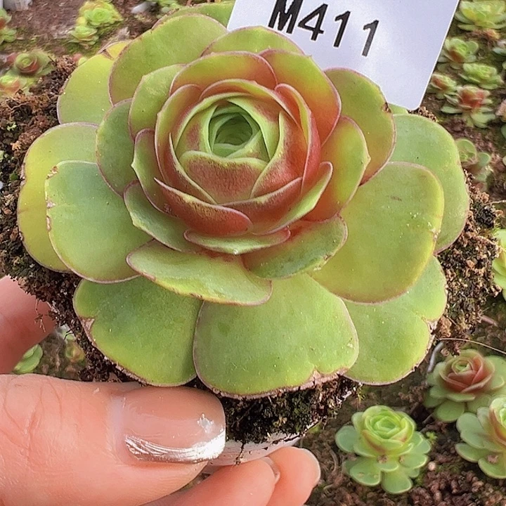 山地玫瑰多肉植物411