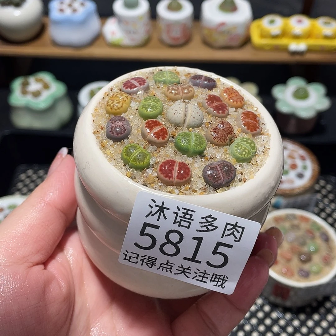 带盆土植物 一物一拍5815