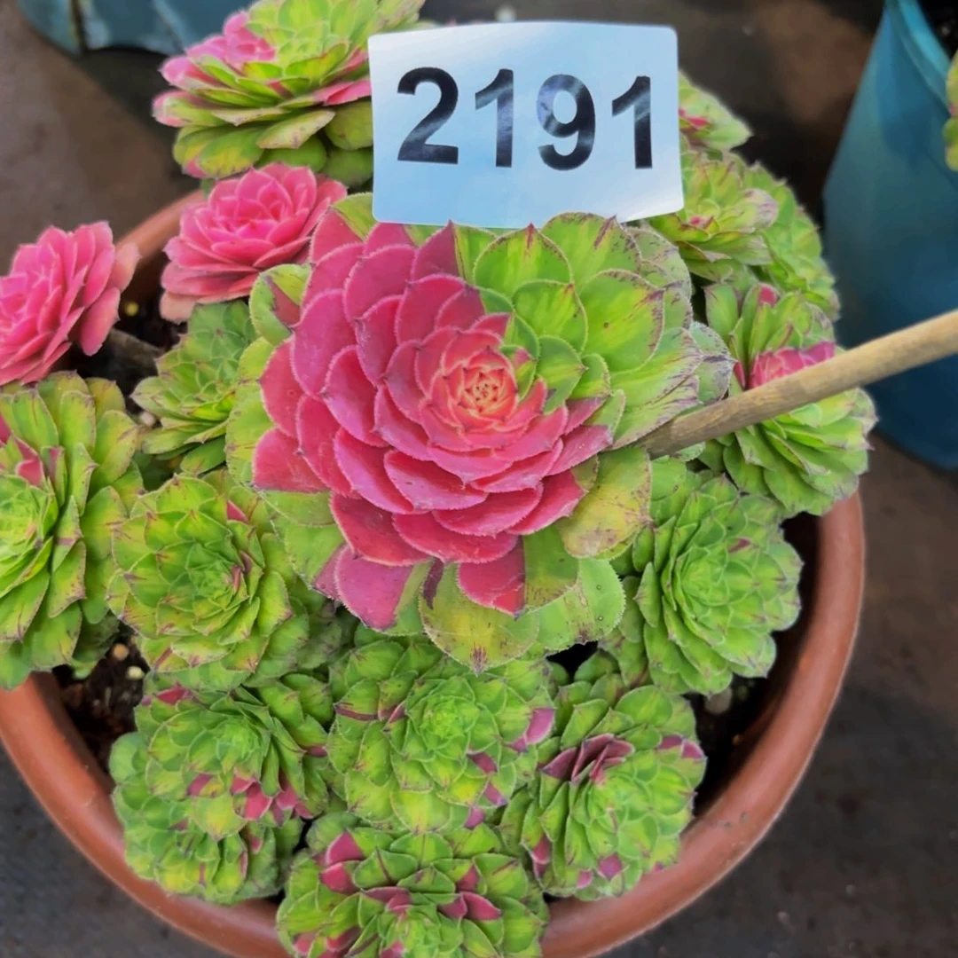 2191多肉植物知否特价